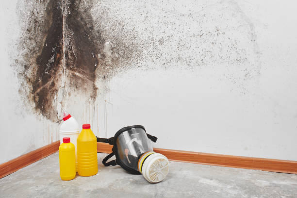 Best Bathroom Mold Remediation in Blaine, WA