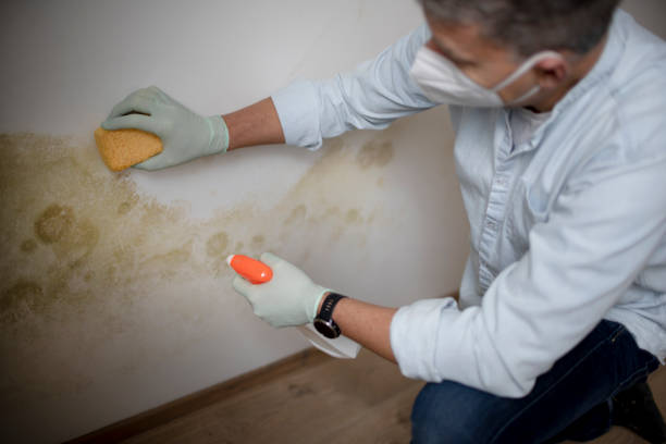 Trusted Blaine, WA Mold Remediation Experts