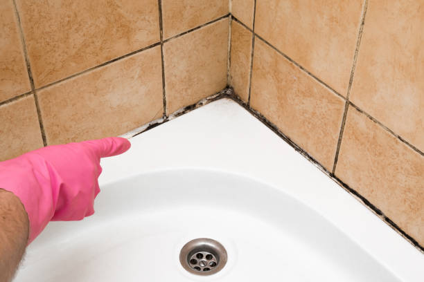 Best Black Mold Remediation in Blaine, WA